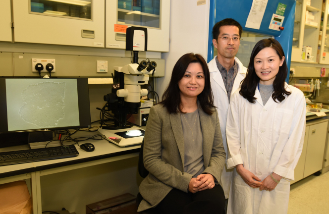 (From left) Dr Elly Ngan Sau-wai, Associate Professor of Department of Surgery, Dr Frank Lai Pui-ling and Dr Cynthia Lau Sin-ting, Post-doctoral Fellows of Department of Surgery, Li Ka Shing Faculty of Medicine, HKU.